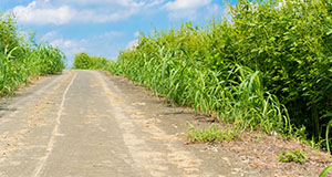 a rural farm road with overgrown greenery in the banks beside it